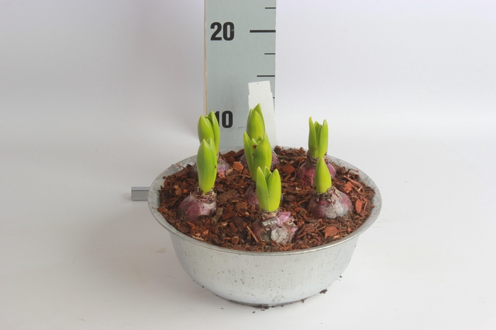 <h4>ARR HYACINTH</h4>