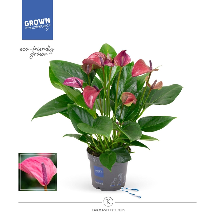 <h4>Anthurium andr. 'Pure Purple'</h4>