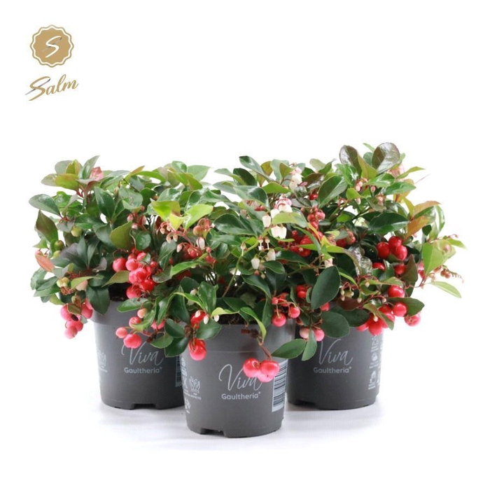 <h4>Viva Gaultheria pr. 'Big Berry'® P10</h4>
