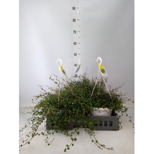 Muehlenbeckia com. 'Mao'ri'