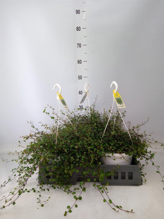 <h4>Muehlenbeckia com. 'Mao'ri'</h4>