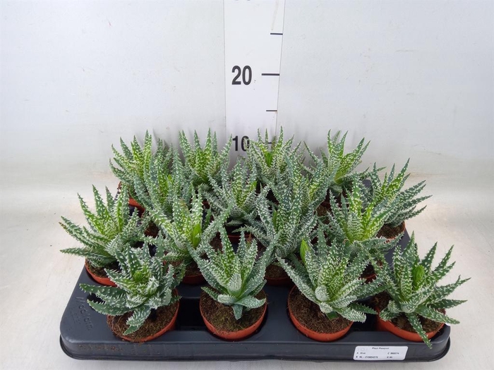 <h4>Aloe humilis</h4>