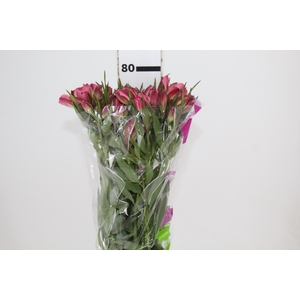 ALSTROEMERIA ALYNA 080 CM