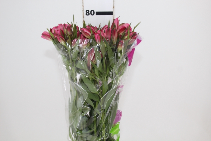 <h4>ALSTROEMERIA ALYNA 080 CM</h4>
