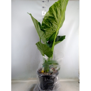 Alocasia macrorrhiza