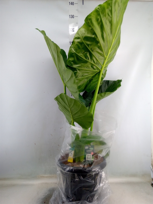 <h4>Alocasia macrorrhiza</h4>