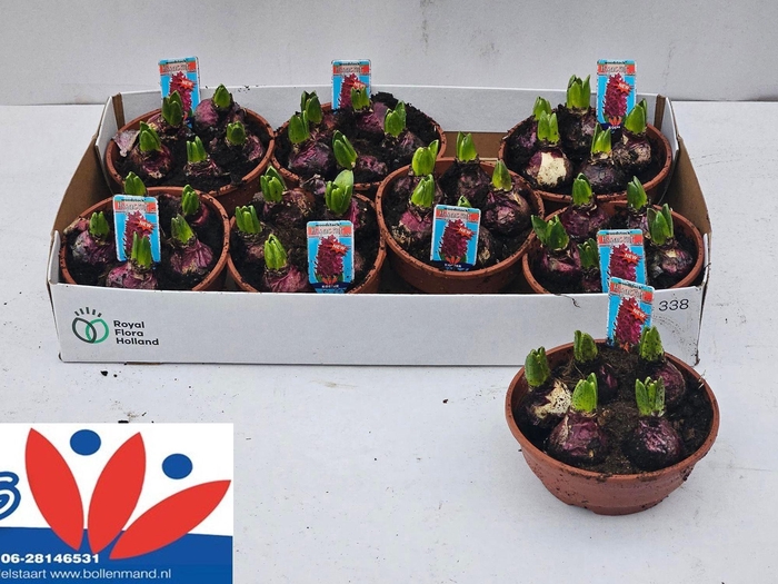 <h4>HYACIN WOODSTOCK</h4>