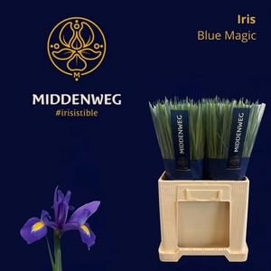 Iris Blue Magic