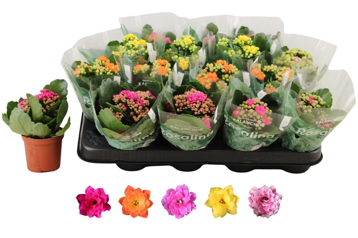 <h4>KAL GE RO GEM 5 KL</h4>