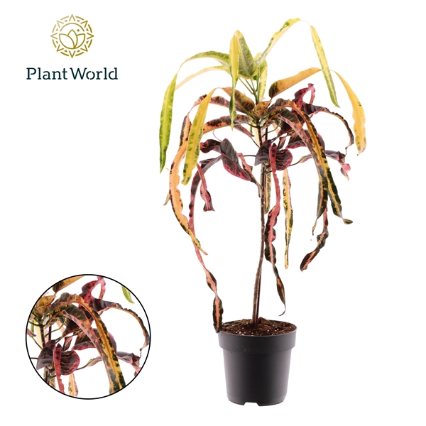 Croton Dreadlock