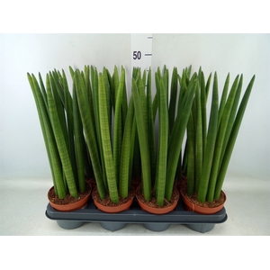 Sansevieria cyl.  ...