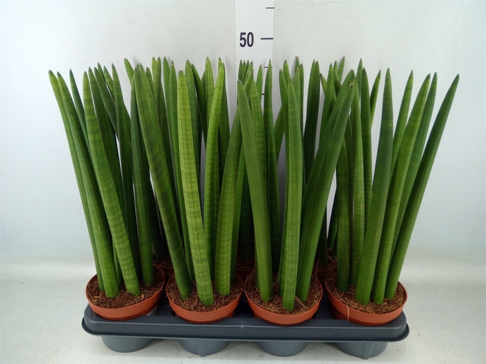 <h4>Sansevieria cyl.  ...</h4>