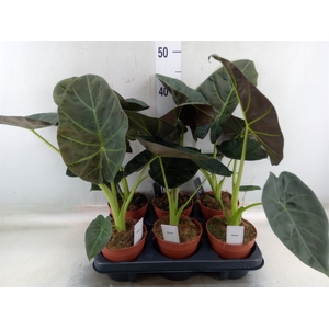 Alocasia  'Regal Shields'