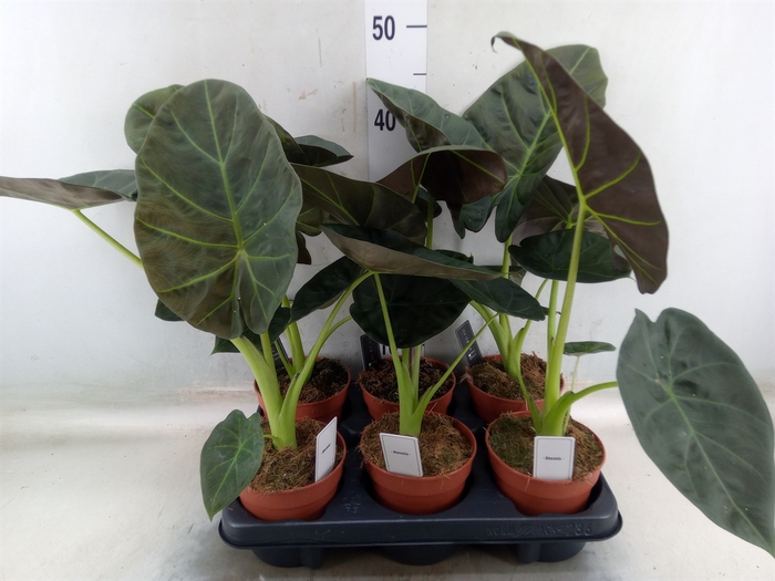 <h4>Alocasia  'Regal Shields'</h4>
