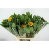 HELIANTHUS VINCENT