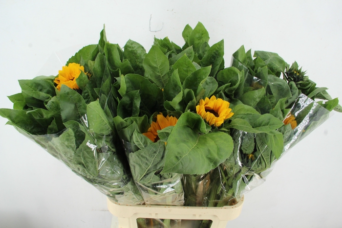 <h4>HELIANTHUS VINCENT</h4>