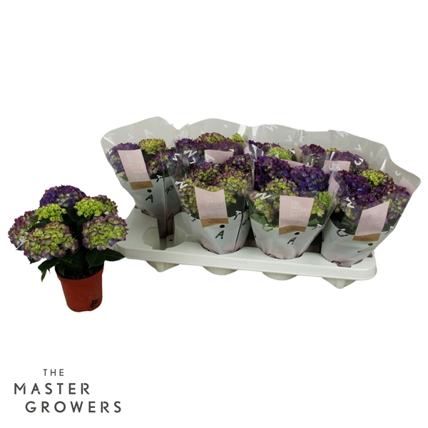 <h4>Hydrangea TableTensia Lila 10cm 5+</h4>