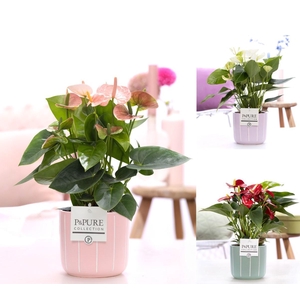Anthurium mix in P&PURE Fleur cer. ass. 3;