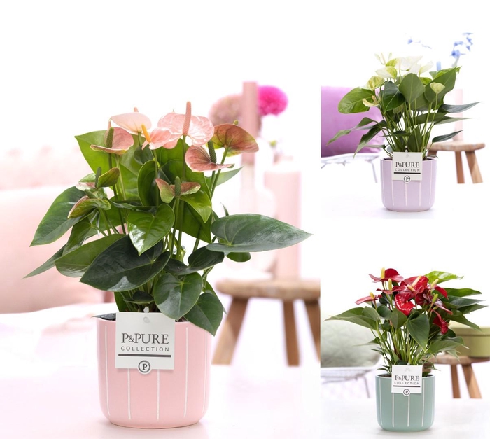 <h4>Anthurium mix in P&PURE Fleur cer. ass. 3;</h4>