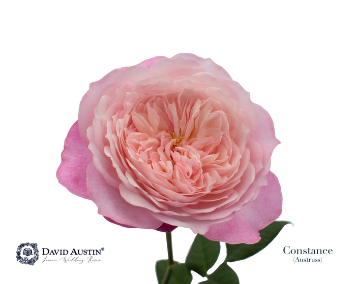 Rosa David Austin Constance