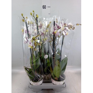 Phalaenopsis   ...