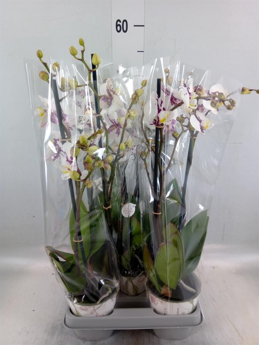 <h4>Phalaenopsis   ...</h4>