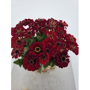 ZINNIA ELEGANS