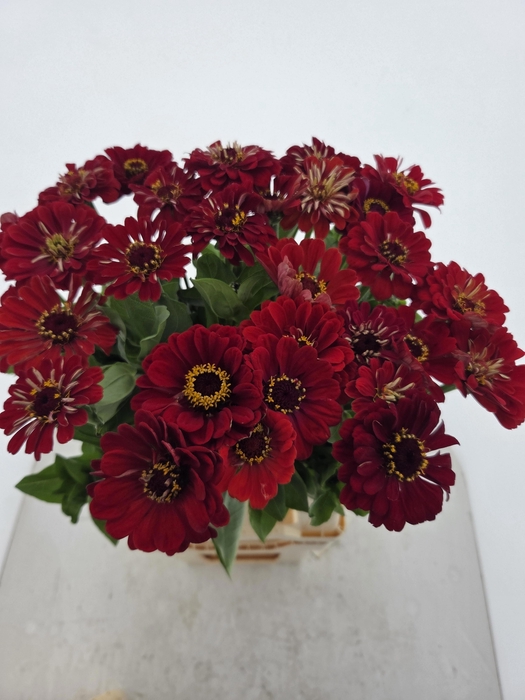 <h4>ZINNIA ELEGANS</h4>