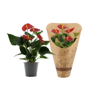 Anthurium 12 cm Success Red in Couture Eco Line sleeve