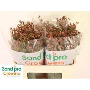 Lim Sin Inca Diamond