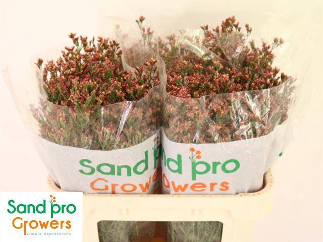 <h4>Lim Sin Inca Diamond</h4>