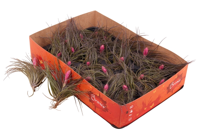 <h4>arr8 Till Cotton Candy Dark</h4>