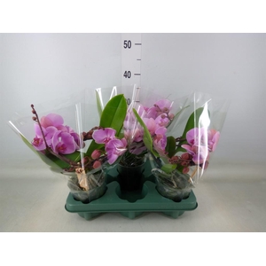 Phalaenopsis  'Muse Pink'