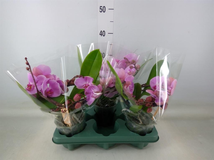 <h4>Phalaenopsis  'Muse Pink'</h4>