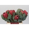Protea Grandiceps
