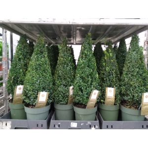 Buxus semp.   ...