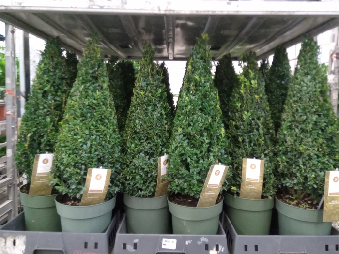 <h4>Buxus semp.   ...</h4>