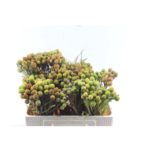 Kaaps Berz Galpinii Baubles