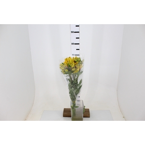 ALSTROEMERIA CARIBBEAN 080 CM