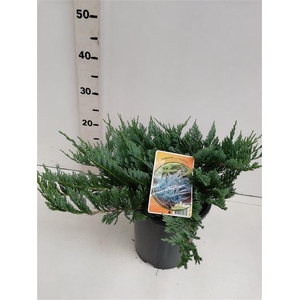Juniperus horizontalis Blue Chip