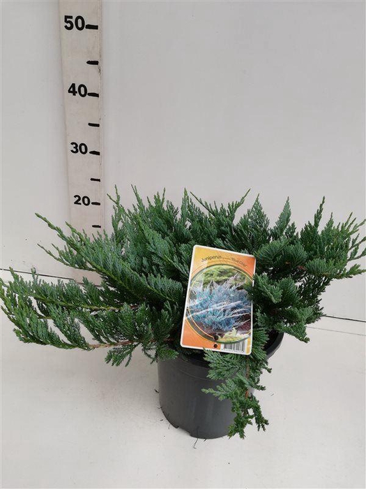 <h4>Juniperus horizontalis Blue Chip</h4>