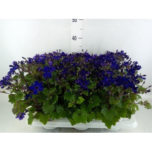 Pericallis cr. 'Senetti Blue Deep'