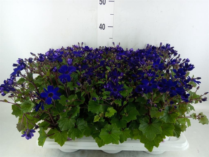 <h4>Pericallis cr. 'Senetti Blue Deep'</h4>
