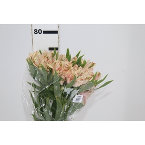 ALSTROEMERIA CANYON 080 CM