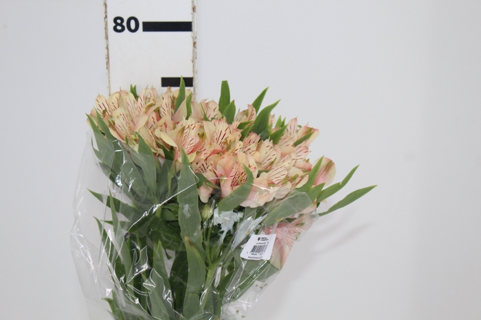 <h4>ALSTROEMERIA CANYON 080 CM</h4>