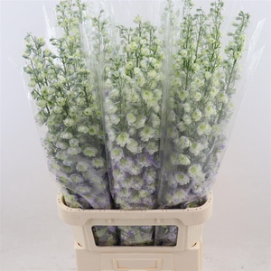 Delphinium Double Lavendel