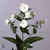 PHLOX P REMBRANDT