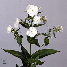 PHLOX P REMBRANDT