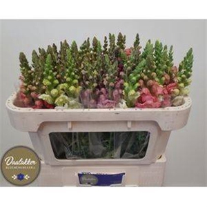 Antirrhinum majus gemengd in fust