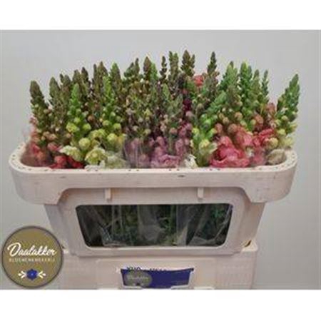 <h4>Antirrhinum majus gemengd in fust</h4>